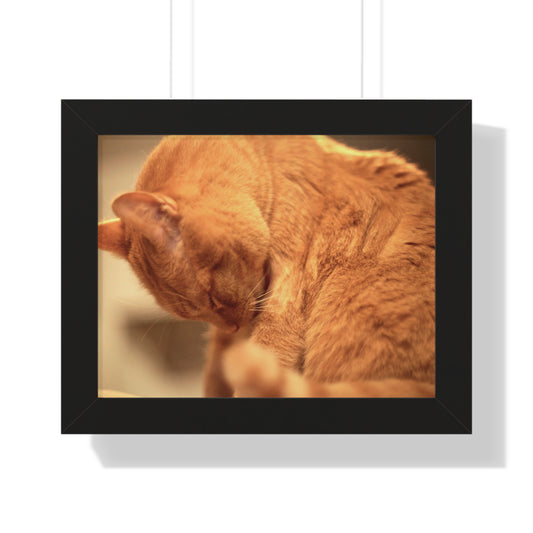 Rory Cleaning Himself - Framed Horizontal Poster